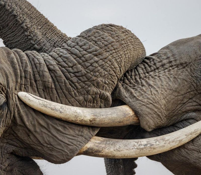 Safaris por Tanzania y Zanzíbar